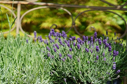 Lavendula angustifolia