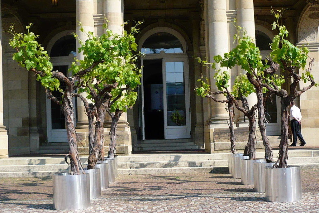 Weinreben-neues-Schloss