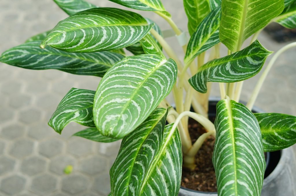 Aglaonema