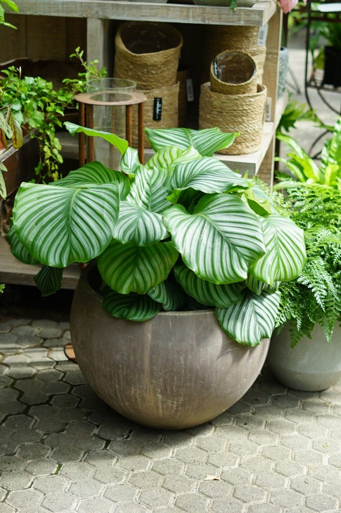 Calathea