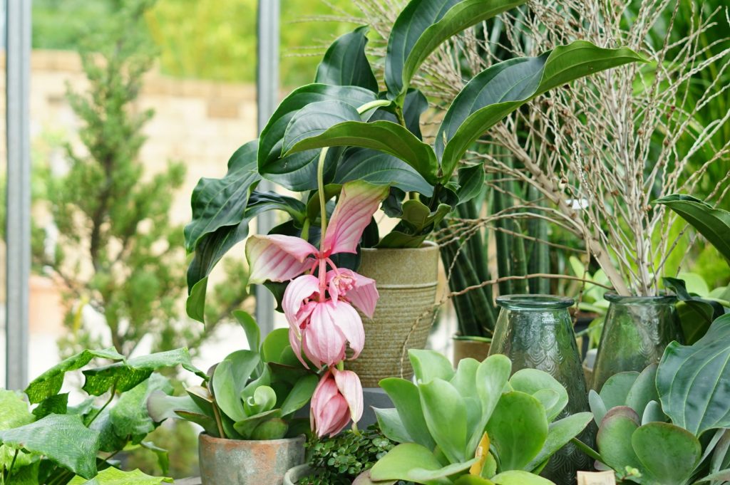 Medinilla