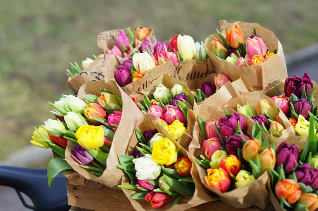 deutsche Tulpen