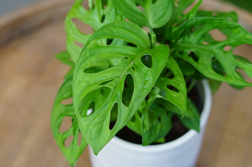Monstera obliqua