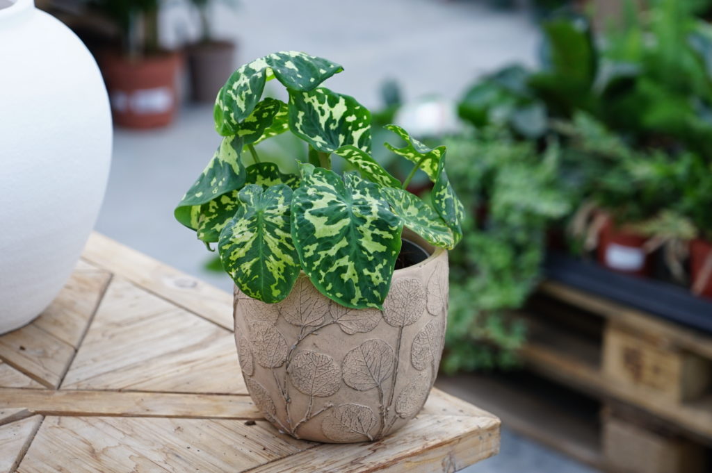 Alocasia hilo beauty