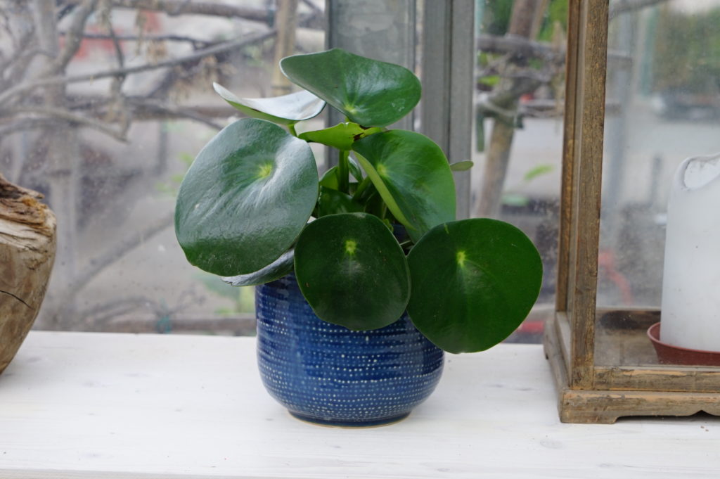 Peperomia