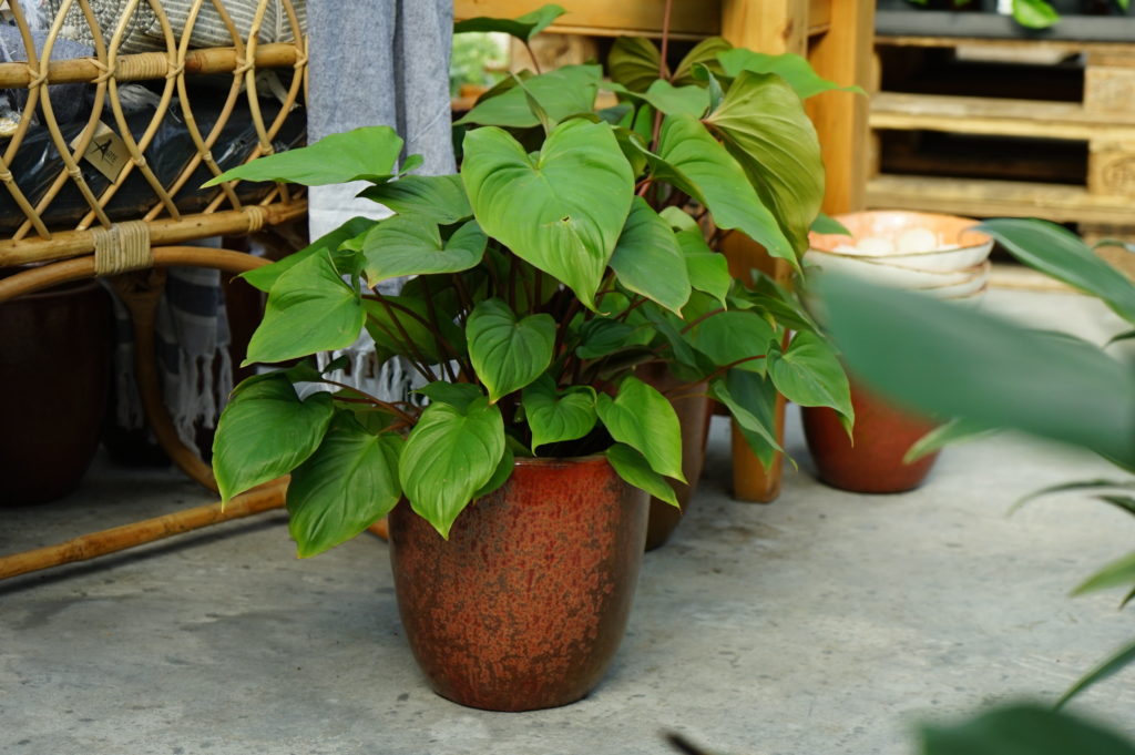 Homalomena