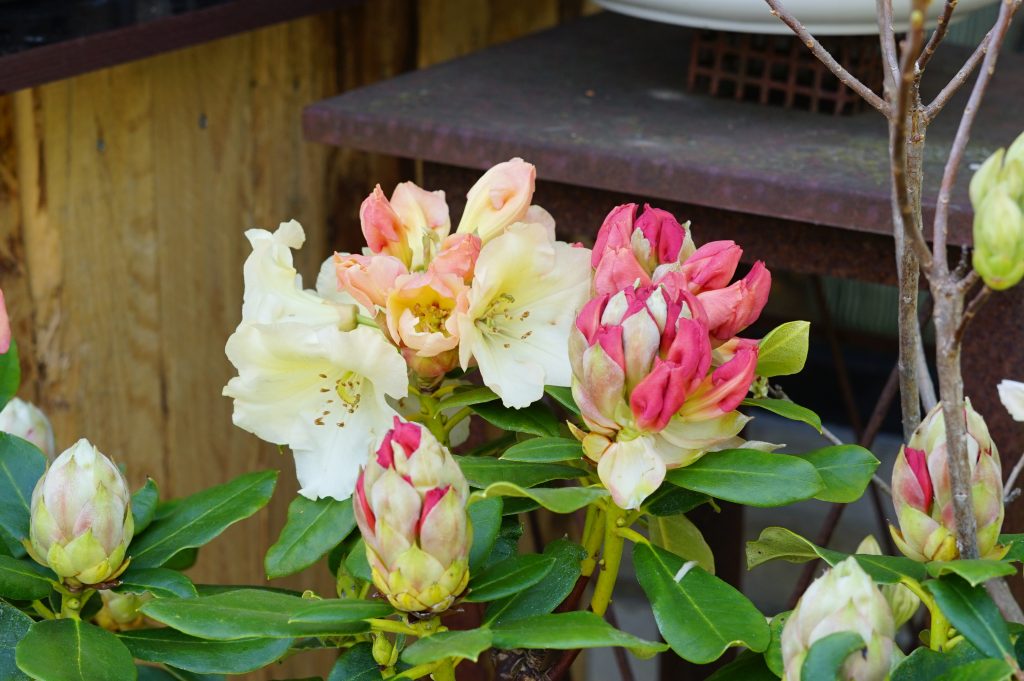 Rhododendron gelb
