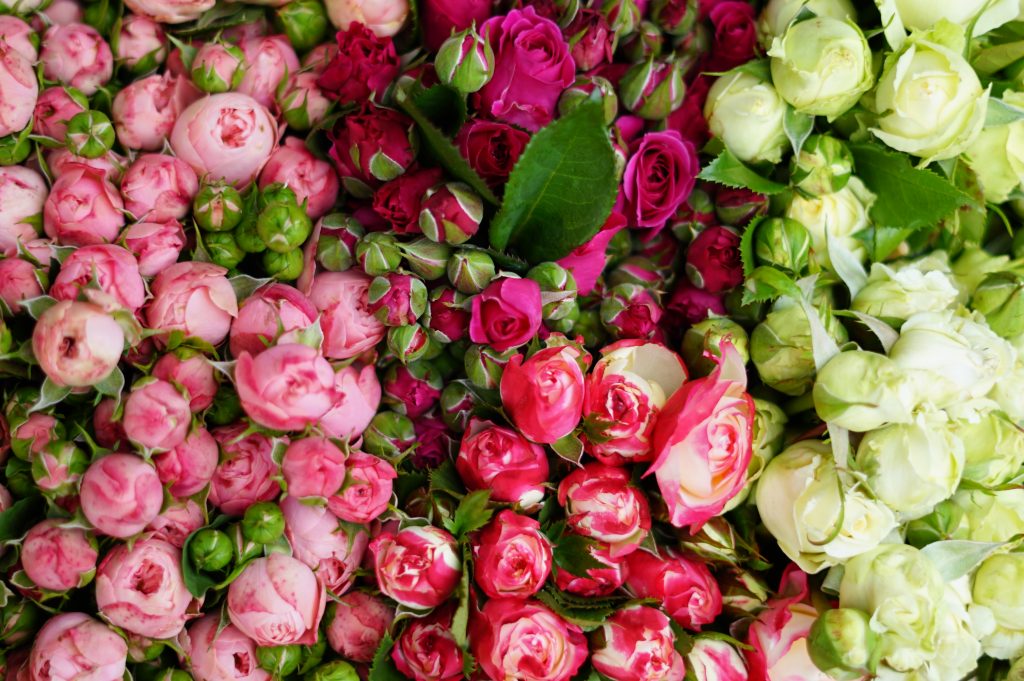 Stuttgarter Rosen