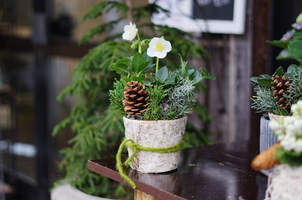Christrose als Geschenk