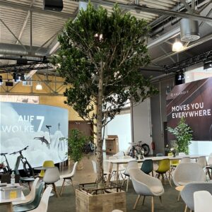 ficus
